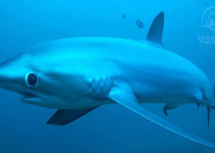 Mabuhay Thresher Dive Ferieanlegg Malapascua